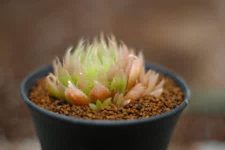 й½ϳƫ ȫůorȫ䣿